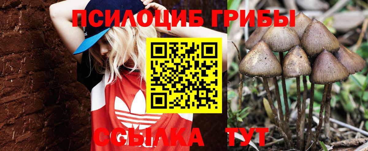 Псилоцибиновые грибы Cubensis Великий Устюг